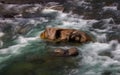 A Stone Head in the Wenatchee River, Washington State Royalty Free Stock Photo