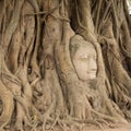 Stone head of Buddha nestled in the embrace of bodhi tree's root
