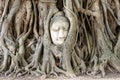 Stone head of Buddha in the root tree Royalty Free Stock Photo