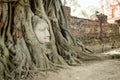 The stone head of buddha in the root tree Royalty Free Stock Photo