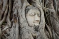 Stone head of buddha in root tree of Wat Mahathat Royalty Free Stock Photo