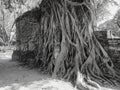 Stone head of Buddha in the root tree Royalty Free Stock Photo