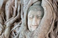 A stone head of Buddha surrounded by tree`s roots in Wat Prha Mahathat Temple in Ayutthaya Royalty Free Stock Photo