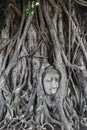 Stone Head Buddha in tree root Royalty Free Stock Photo