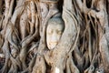 A stone head of Buddha in Wat Prha Mahathat Temple Royalty Free Stock Photo