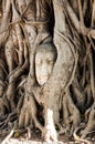 A stone head of Buddha in Wat Prha Mahathat Temple Royalty Free Stock Photo