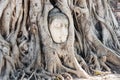 A stone head of Buddha in Wat Prha Mahathat Temple Royalty Free Stock Photo