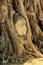 A stone head of Buddha in Wat Prha Mahathat Temple Royalty Free Stock Photo