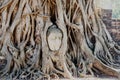 A stone head of Buddha in Wat Prha Mahathat Temple Royalty Free Stock Photo