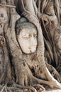 A stone head of Buddha in Wat Prha Mahathat Temple Royalty Free Stock Photo