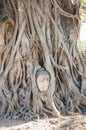 A stone head of Buddha in Wat Prha Mahathat Temple Royalty Free Stock Photo