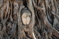 A stone head of Buddha in Wat Prha Mahathat Temple Royalty Free Stock Photo