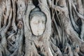 A stone head of Buddha in Wat Prha Mahathat Temple Royalty Free Stock Photo