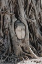 A stone head of Buddha in Wat Prha Mahathat Temple Royalty Free Stock Photo