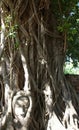 Ancient stone head entwined in banyon tree roots Royalty Free Stock Photo