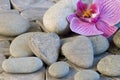 Stone heart and orchid Royalty Free Stock Photo