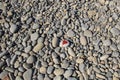 stone heart painted with a red paint marker on the pebble as a gift for Saint Valentine day on the pebble background Royalty Free Stock Photo