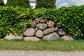 Stone hedge covered with ivy in the park Royalty Free Stock Photo