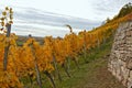 Stone hedge on a hill for golden vines, sunny day in autumn Royalty Free Stock Photo