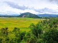 Stone hills in beautiful rice fields Royalty Free Stock Photo
