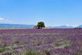 Stone house and a lonely tree in a lavender field. Provence, France Royalty Free Stock Photo