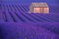 Stone hut on lavender field in Provence