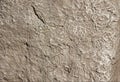 A stone with indentations. Raised texture wall Royalty Free Stock Photo