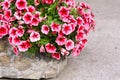 Stone Jardiniere with pink petunias