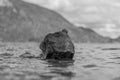 Stone in lake water black and white Royalty Free Stock Photo