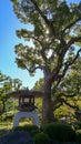 Stone lantern and pine tree. City of Kanazawa, Ishikawa Prefecture, Japan