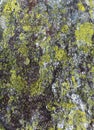 Stone with lichen background. Royalty Free Stock Photo
