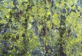 Stone with lichen background. Royalty Free Stock Photo