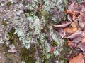 Stone, lichen, moss, & autumn russet leaves