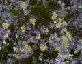 Stone with lichens and moss. Texture of stone and lichen. Background photo with space for text.