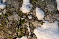 Stone with lichens and snow in Scandinavian forests. Snow and lichen texture. Swedish nature background