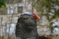 Stone Lion With Hat Royalty Free Stock Photo