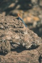 A stone lizard Royalty Free Stock Photo