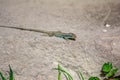 Stone lizard Darevskia raddei. A reptile with unique colors sits on a stone