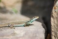 Stone lizard Darevskia raddei. A reptile with unique colors sits on a stone