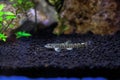 Stone loach (Barbatula barbatula) fresh water ray-finned fish