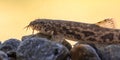 Stone loach resting on rocky bottom Royalty Free Stock Photo