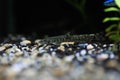 Stone loach (Barbatula barbatula) fresh water ray-finned fish