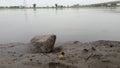 A stone is lying on a river bank with flowers of acacia fallen nearby