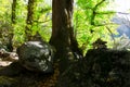 stone manniquin at the St. Martin de Canigou in the pyrenees in France