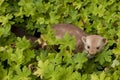Stone-marten Royalty Free Stock Photo