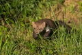 Stone marten Royalty Free Stock Photo