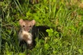 Stone marten Royalty Free Stock Photo