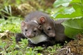 Stone Marten or Beech Marten, martes foina, Youngs, Normandy Royalty Free Stock Photo