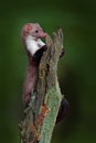 Stone marten, detail portrait of forest animal. Small predator sitting on the tree trunk with green moss in forest. Wildlife scene