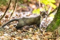 Stone marten, Martes foina, with clear green background. Beech marten, detail portrait of forest animal. Royalty Free Stock Photo